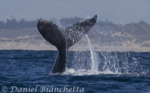 Humpback Whale tail, photo by Daniel Bianchetta