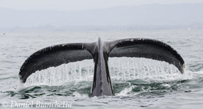 Humpback Whale fluke, photo by Daniel Bianchetta