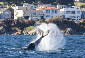 Humpback Whale tail-slapping close to shore, photo by Daniel Bianchetta