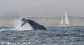 Humpback Whale tail by sailboat, photo by Daniel Bianchetta
