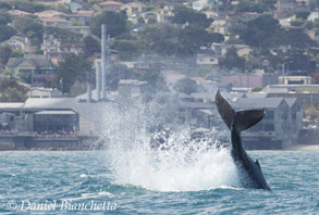 Humpback Whale tail throwing near Aquarium, photo by Daniel Bianchetta
