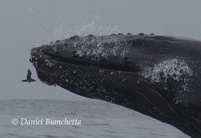 Humpback Whale up close, photo by Daniel Bianchetta