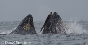 Lunge-feeding Humpback Whales, photo by Daniel Bianchetta