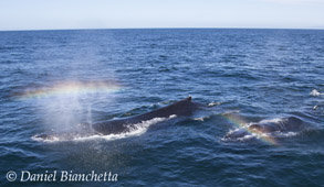 Humpback Whales with rainblow, photo by Daniel Bianchetta