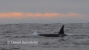 Killer Whale at Sunset, photo by Daniel Bianchetta