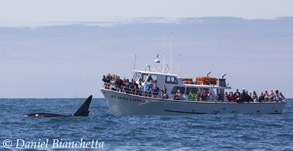 Killer Whale by Pt Sur Clipper, photo by Daniel Bianchetta