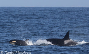 Killer Whale mother and calf, photo by Daniel Bianchetta