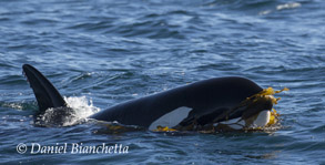 Killer Whale playing with kelp, photo by Daniel Bianchetta