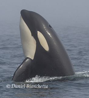 Killer Whale spy-hopping, photo by Daniel Bianchetta
