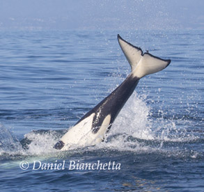 Killer Whale tail throw, photo by Daniel Bianchetta