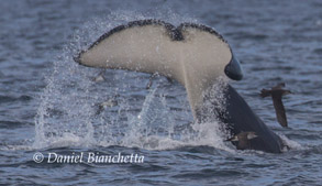 Killer Whale tail throwing with Black-vented Shearwater, photo by Daniel Bianchetta