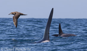 Killer Whales and Black-footed Albatross, photo by Daniel Bianchetta