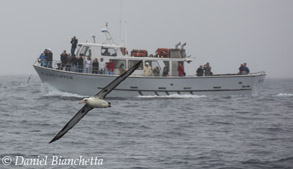Layson Albatross in front of Pt. Sur Clipper, photo by Daniel Bianchetta