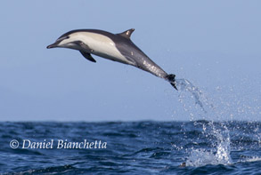 Leaping Long-beaked Common Dolphin, photo by Daniel Bianchetta