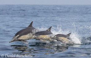 Long-beaked Common Dolphins, photo by Daniel Bianchetta