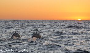 Long-beaked Common Dolphins at sunset, photo by Daniel Bianchetta