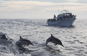Long-beaked Common Dolphins by Pt. Sur Clipper, photo by Daniel Bianchetta