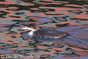 Loon in artistic morning reflections, photo by Daniel Bianchetta