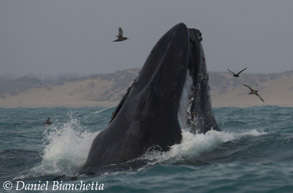 Lunge-feeding Humpback Whale, photo by Daniel Bianchetta