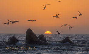 Lunge feeding Humpback Whales at sunset, photo by Daniel Bianchetta