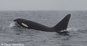 Male Killer Whale FatFin CA 171b, photo by Daniel Bianchetta