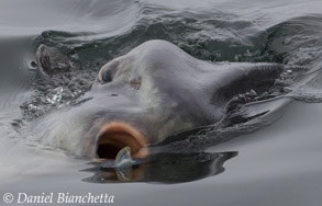 Mola Mola eating By-the-wind Sailor, photo by Daniel Bianchetta