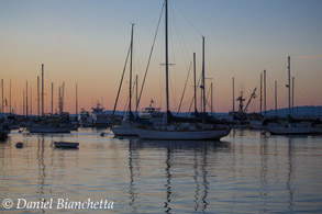 Monterey Harbor on evening return from whale watch trip, photo by Daniel Bianchetta