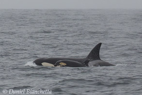Mother and calf Killer Whales, photo by Daniel Bianchetta