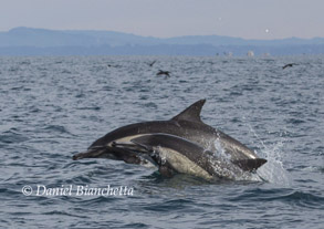 Mother and calf Long-beaked Common Dolphins, photo by Daniel Bianchetta