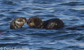 Mother and pup Sea Otter, photo by Daniel Bianchetta