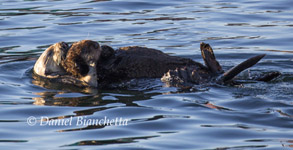 Mother and pup Southern Sea Otter, photo by Daniel Bianchetta