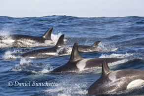 Offshore Killer Whales, photo by Daniel Bianchetta