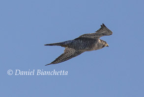 Peregrine Falcon, photo by Daniel Bianchetta