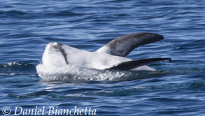 Risso's Dolphin on its back with pectoral flippers in the air, photo by Daniel Bianchetta