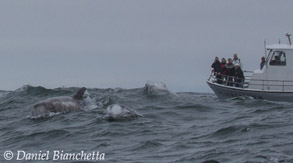 Risso's Dolphins by Pt. Sur Clipper, photo by Daniel Bianchetta