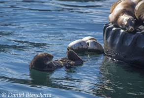 Southern Sea Otter with Sea Lions, photo by Daniel Bianchetta