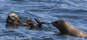 Southern Sea Otter and California Sea Lion, photo by Daniel Bianchetta