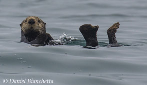 Big Blue Live will have live coverage of Sea Otters in Monterey Bay