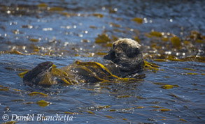Southern Sea Otter wrapped in kelp, photo by Daniel Bianchetta