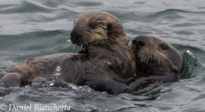 Southern Sea Otters mom and pup, photo by Daniel Bianchetta