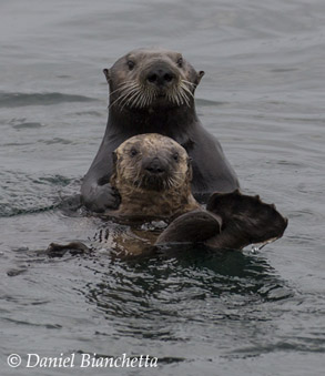 Southern Sea Otter mother and pup, photo by Daniel Bianchetta