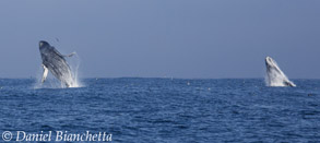 Two Humpback Whales breaching, photo by Daniel Bianchetta