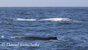 Blue Whale and Humpback Whale, photo by Daniel Bianchetta