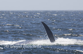 Blue Whale feeding, photo by Daniel Bianchetta