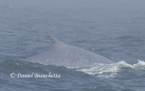 Blue Whale ID photo, photo by Daniel Bianchetta