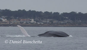 Blue Whale lunge feeding, photo by Daniel Bianchetta