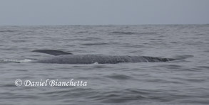 Blue Whale, note pectoral fin, photo by Daniel Bianchetta