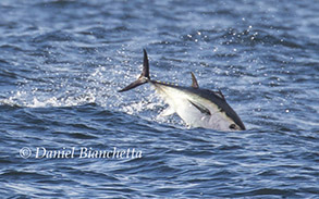 Bluefin Tuna feeding on Anchovies, photo by Daniel Bianchetta