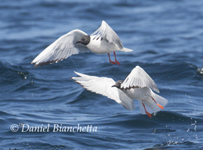 Bonaparte's Gulls in breeding plumage, photo by Daniel Bianchetta