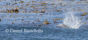 Pacific Bottlenose Dolphin near Southern Sea Otters in the kelp, photo by Daniel Bianchetta